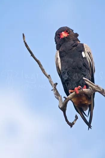 Bateleur eagle view from underneath with eye contact sitting on dead branch against background of blue sky