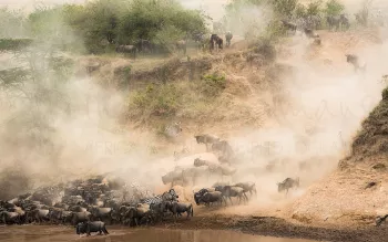 Herd of wildebeest and zebras running in clouds of dust to drink at the river