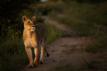 Lioness walking along the sand road from the shade into the golden morning light lighting the left side of her face and body