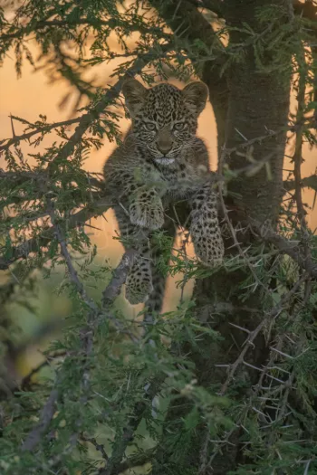  Baby leopard hanging in thorny acacia tree with eye contact and golden evening light in the background