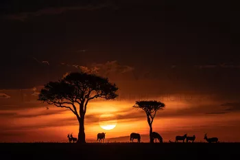Red sunset landscape with two trees and two Thomson Gazelles, five zebras, a topi and an impala