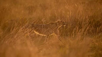 Cheetah walking in the rain through the grass in golden light