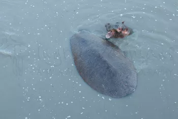 Baby nijlpaard met moeder in de Katavirivier in Tanzania