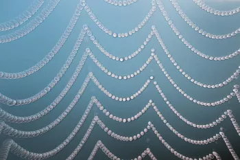 Spinnenweb met dauw winnaar IPA 2015 en eervolle vermelding TPOTY 2015