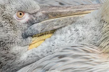 Close-up van pelikaan 