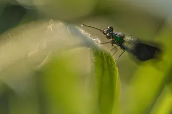 close-up wijdebeekjuffer