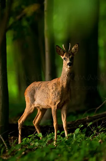 Roe deer buck in evening light in woods