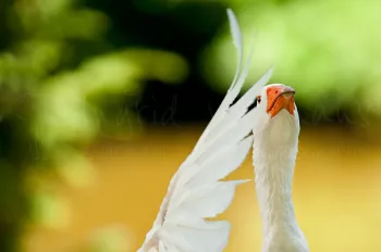 White Embden Goose shaking feathers in close-up