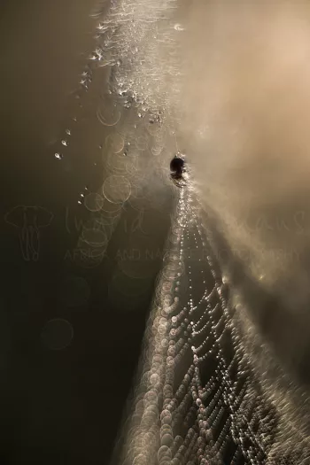 spin in web met dauw