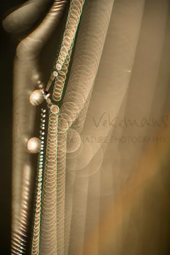 Regenboog in spinnenweb met dauw