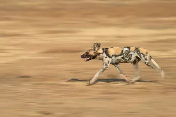 African wild dog running with motion effect in South Luangwa in Zambia