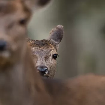 Edelhertenkalf zich verschuilend achter moeder in close-up