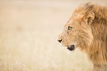 Male lion head on the right with vage yellow grass on the left