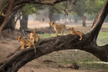 Four lion cubs playing on overhanging tree