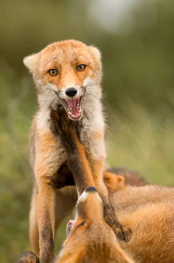 Young red foxes fighting for dominance, full frontal pose and eye contact