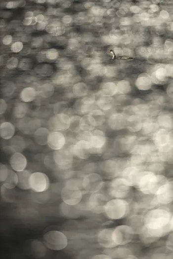 Grebe swimming in sparkles of in-camera multiple exposed water