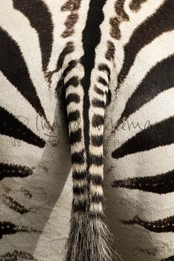 Zebra stripe detail in Lake Nakuru during Migration and Rift Valley Lakes photo safari