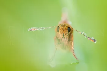 Grote skipper vlinder vooraanzicht met dauwdruppels