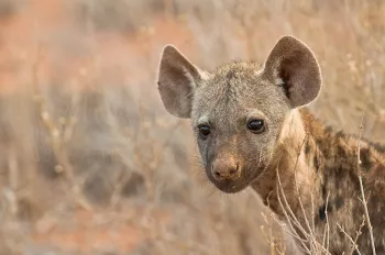 close up hyena