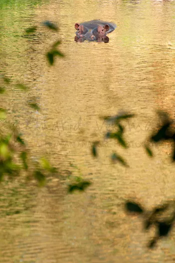 nijlpaard drijft in het water