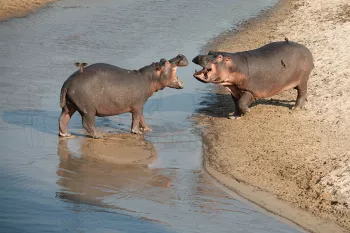 Fotoreizen naar Tanzania met Ingrid Vekemans