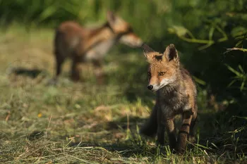 Young foxes exploring the den area