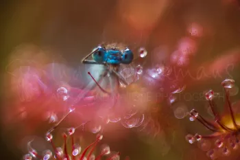 zonnedauw met waterjuffer