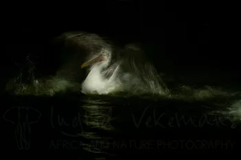 Pelikaan in beweging op zwart water