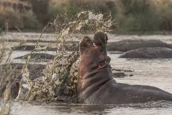 Nijlpaardgevecht in de Serengeti tijdens Tanzania Wildernis Safari