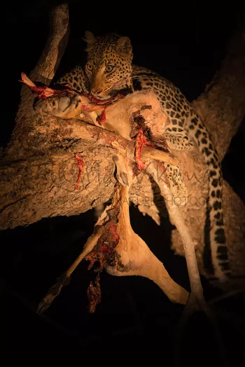 Leopard at night in the dark with impala prey in tree in South Luangwa in Zambia