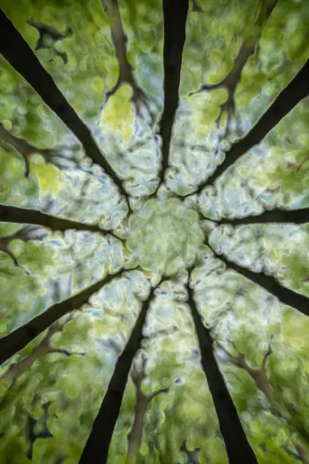 Vage boomkruinscène met reikende takken die op vingers lijken