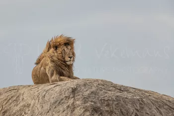 Mannetjesleeuw met volle manen ligt te kijken bovenop kopje tegen achtergrond van blauwe lucht