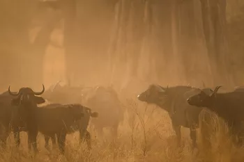 Kudde buffels staan in wolk van gouden stof door het avondlicht tegen stam van baobab
