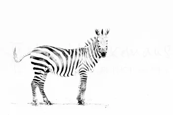zwart-wit foto van zebra