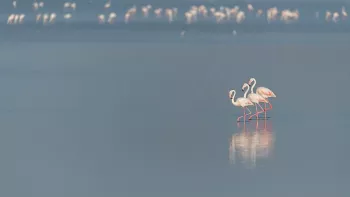 Drie flamingo's staan op een rij in het  blauwe water