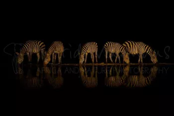 Vijf zebra's in het donker drinken aan waterplas, met reflectie