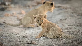 Twee welpjes liggen op droge grond, eentje met oogcontact