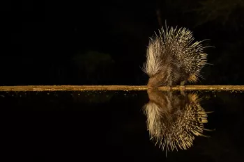 Stekelvarken in het donker  drinkt aan waterplas met duidelijke reflectie