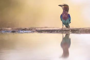 Vorkstaartscharrelaar zit aan de rand van een waterplas met reflectie