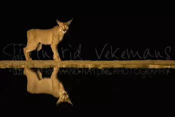Caracal 's nachts met weerspiegeling in water, met oogcontact