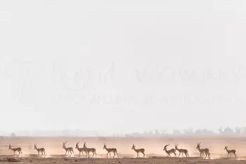 Thompsongazelles wandelen  in een lange rij over de droge grond