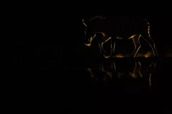 Silhouet van een zebra 's nachts met tegenlicht