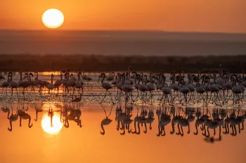  flamingo's die waden in het water bij zonsopgang