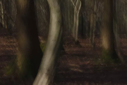 Impressionistic dark forest photo