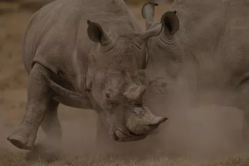 Close-up of white rhinos fighting in white dust