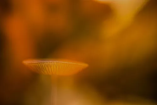 Close-up of mushroom in orange brown colours