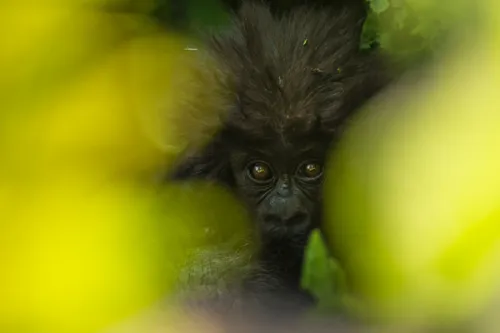 Gezichtje van babygorilla door onscherp geel gebladerte heen