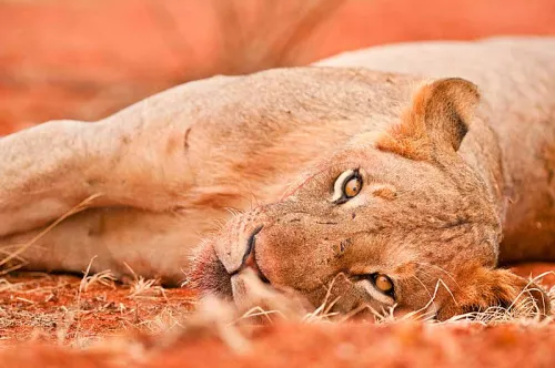 Close-up of lion with eye contact, lying in red sand