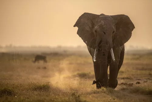 Elephant approaching frontally with dust in atmospheric light