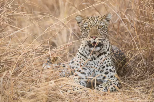 Leopard lying in long yellow grass
